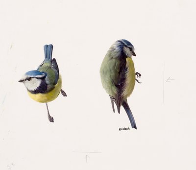 Zwei Studien einer Blaumeise von Raymond Booth