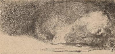 Schlafender Welpe, ca. 1640 von Rembrandt van Rijn