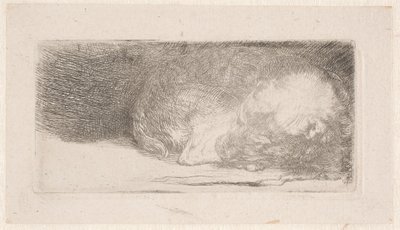 Schlafender Welpe von Rembrandt van Rijn