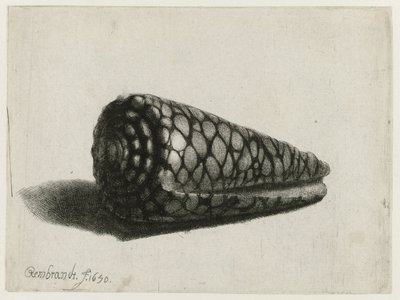 Die Muschel (Conus marmoreus) von Rembrandt van Rijn