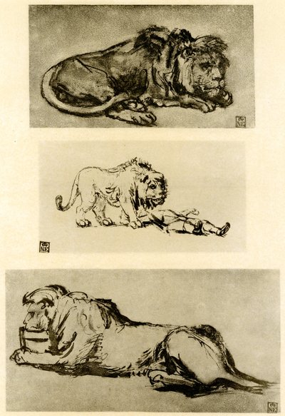 Drei Löwenstudien von Rembrandt van Rijn