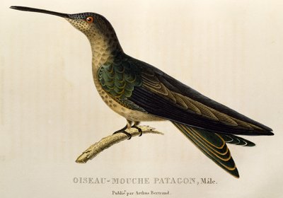 Riesenkolibri (Patagona gigas), Gravur aus Les trochilidees ou les colibris et les oiseaux-mouches von René Primevère Lesson