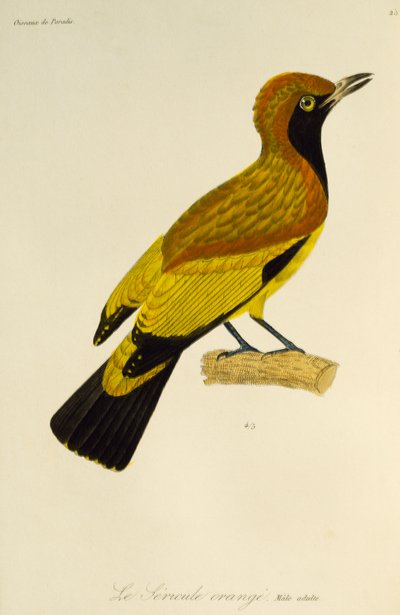 Erwachsenes Männchen des Maskierten Laubenvogels (Sericulus aureus), Gravur aus der Histoire naturelle des oiseaux de paradis et des epimagues von René Primevère Lesson