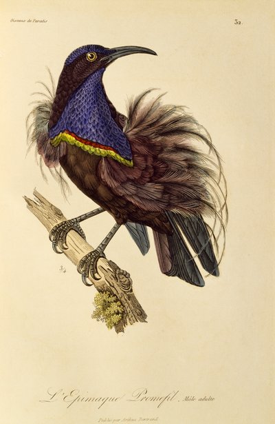 Erwachsener männlicher Paradiesgewehrvogel (Ptiloris paradiseus), Gravur aus Histoire naturelle des oiseaux de paradis et des epimagues von René Primevère Lesson