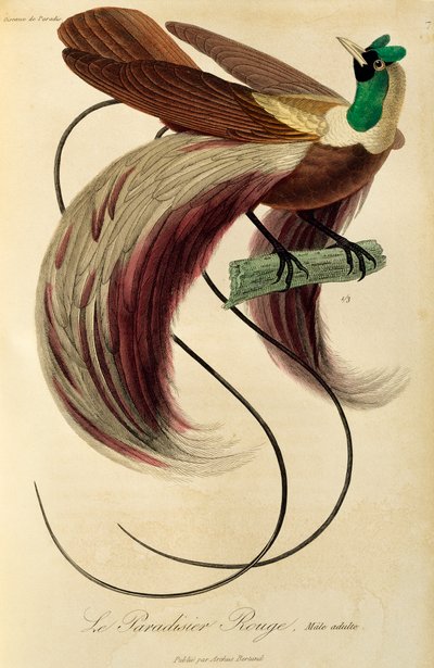 Erwachsener männlicher Roter Paradiesvogel (Paradisaea rubra), Gravur aus Histoire naturelle des oiseaux de paradis et des epimagues von René Primevère Lesson