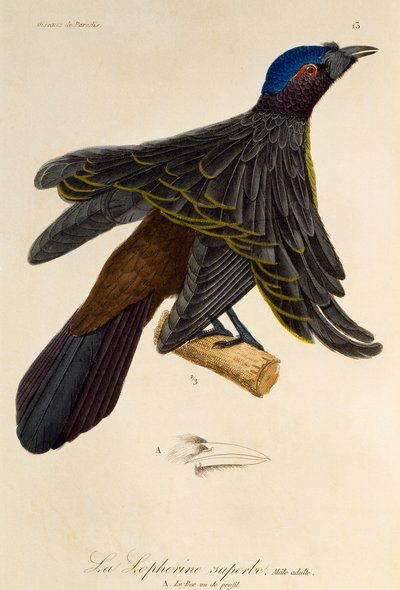 Erwachsenes Männchen des Überragenden Paradiesvogels (Lophorina superba), Gravur aus der Histoire naturelle des oiseaux de paradis et des epimagues von René Primevère Lesson