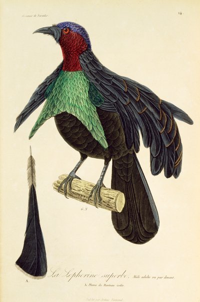 Erwachsenes Männchen des Pracht-Paradiesvogels (Lophorina superba), Gravur aus Histoire naturelle des oiseaux de paradis et des epimagues von René Primevère Lesson