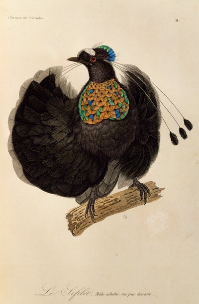Erwachsener männlicher Westlicher Parotia (Parotia sefilata), Gravur aus Histoire naturelle des oiseaux de paradis et des epimagues von René Primevère Lesson