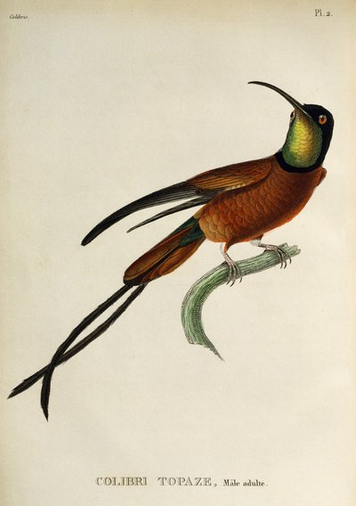 Purpur-Topas (Topaza pella), Gravur aus Les trochilidees ou les colibris et les oiseaux-mouches von René Primevère Lesson