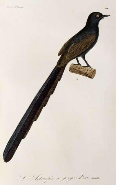 Weiblicher Gorget-Paradiesvogel, Gravur aus Histoire naturelle des oiseaux de paradis et des epimagues von René Primevère Lesson