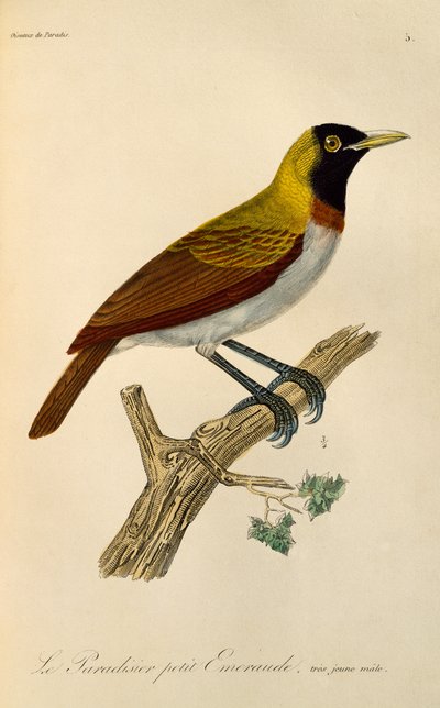 Junges Männchen des Kleinen Paradiesvogels (Paradisaea minor), Gravur aus der Histoire naturelle des oiseaux de paradis et des epimagues von René Primevère Lesson
