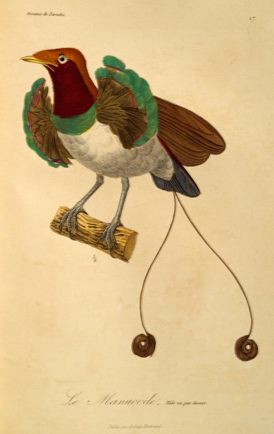 Männchen des König-Paradiesvogels (Cicinnurus regius), Gravur aus der Histoire naturelle des oiseaux de paradis et des epimagues von René Primevère Lesson