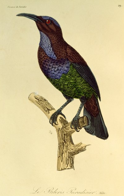 Männchen des Paradiesgewehrvogels, Gravur aus Histoire naturelle des oiseaux de paradis et des epimagues von René Primevère Lesson