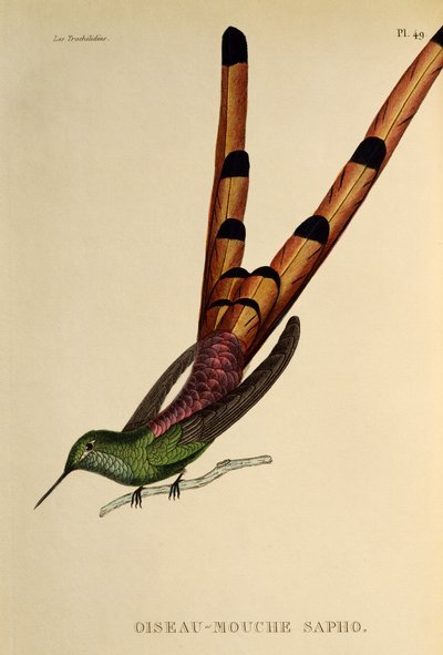 Rotsteiß-Komet (Sappho sparganurus), Gravur aus Les trochilidees ou les colibris et les oiseaux-mouches von René Primevère Lesson