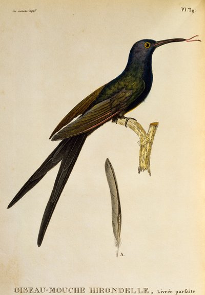 Schwalbenschwanzkolibri, Gravur aus Les trochilidees ou les colibris et les oiseaux-mouches von René Primevère Lesson