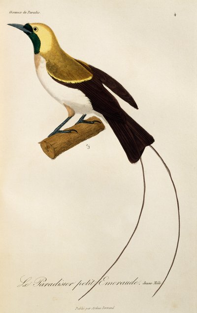 Junges Männchen des Kleinen Paradiesvogels, Gravur aus Histoire naturelle des oiseaux de paradis et des epimagues von René Primevère Lesson