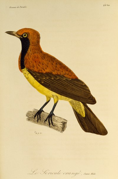 Junges Männchen des Maskierten Laubenvogels, Gravur aus Histoire naturelle des oiseaux de paradis et des epimagues von René Primevère Lesson