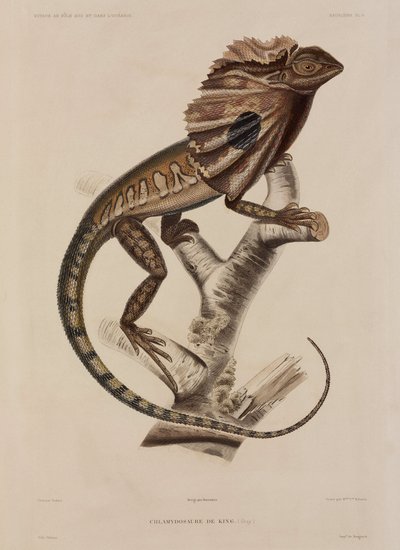 Kragenechse von John Pardon