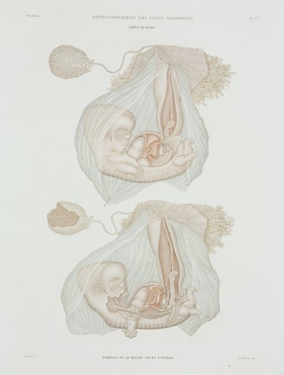 Gynäkologie: Menschlicher Fötus im Alter von 40 Tagen, ca. 1847-1859 von John Pardon