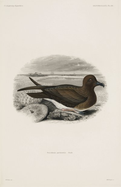 Sturmvogel von John Pardon
