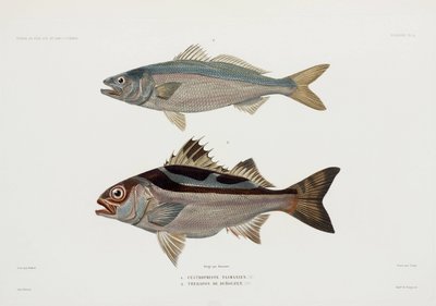 Zwei Arten von Fischen von John Pardon