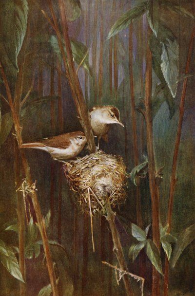 Rohrsänger von Richard and Cherry Kearton
