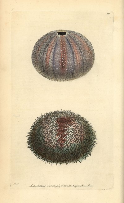 Essbarer Seeigel, Echinus esculentus, aus George Shaw und Frederick Nodders 