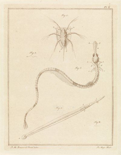 Gewöhnliche Seepocke, große Seenadel und ein Pfeilwurm von Robbert Muys