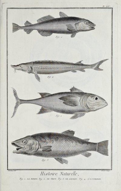 Kabeljau, Thunfisch, Lachs und Stör, Illustration aus 