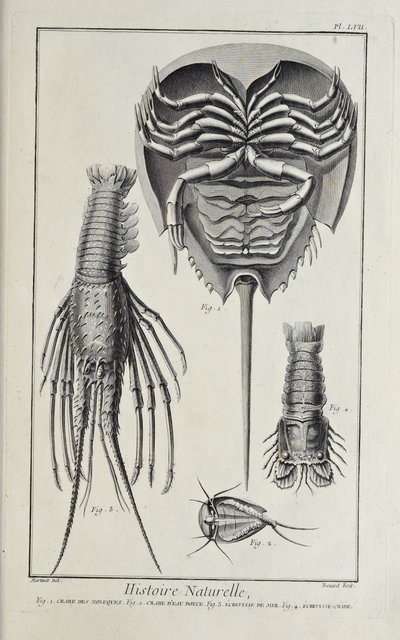 Krustentiere, Illustration aus 