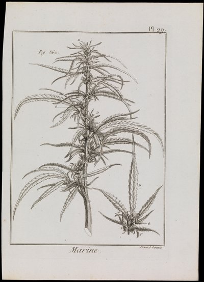 Marineschema von Blumen, ca. 1810 von Robert Benard