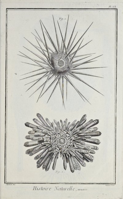 Seeigel, Illustration aus 