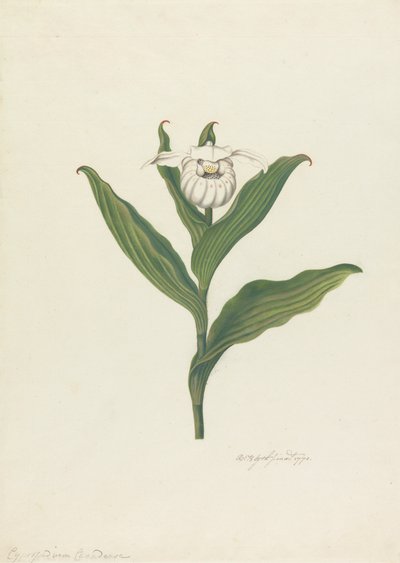 Frauenschuh (Cypripedium Canadense, Calceolus Maria) von Robert Blyth