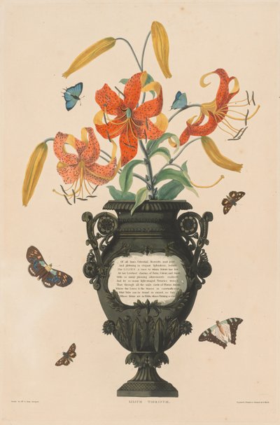 Eine Auswahl von Hexandrian-Pflanzen, die zur natürlichen Ordnung der Amaryllidaceae und Liliaceae gehören: Tigerlilie von Robert Havell