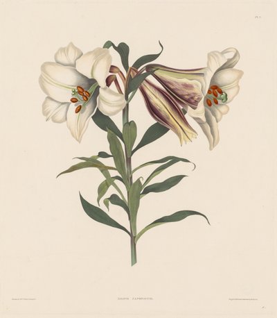 Eine Auswahl von Hexandrian-Pflanzen, die zur natürlichen Ordnung der Amaryllidae und Liliacae gehören: Japanische Lilie von Robert Havell