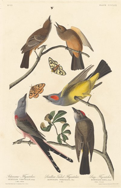 Arkansaw Fliegenschnäpper, Schwalbenschwanz-Fliegenschnäpper und Says Fliegenschnäpper von Robert Havell