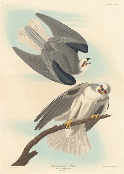 Schwarzflügeliger Falke, 1837 von Robert Havell