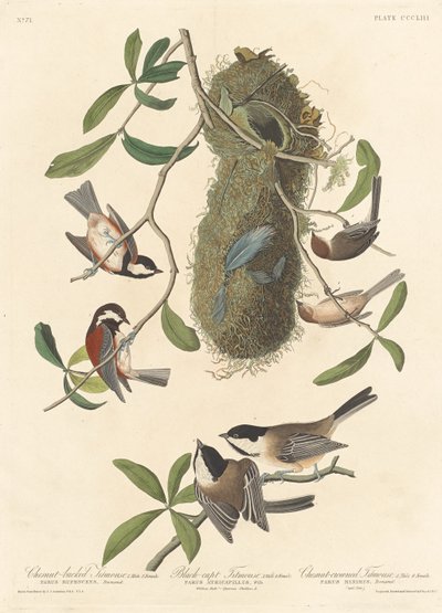 Kastanienmeise, Schwarzkappenmeise und Kastanienkronenmeise, 1837 von Robert Havell