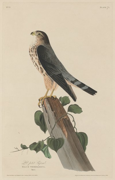 Le Petit Caporal, 1829 von Robert Havell