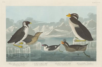 Schwarzkehl-Guillemot, Knopf-Schnabel-Auk, Locken-Kamm-Auk und Horn-Schnabel-Guillemot von Robert Havell after John James Audubon