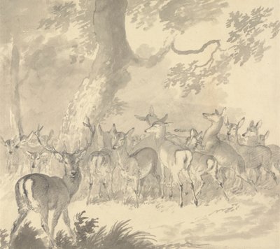 Studie eines Hirsches: Hirsch im Vordergrund mit einer Gruppe von Hirschkühen und Kälbern unter einem Baum von Robert Hills