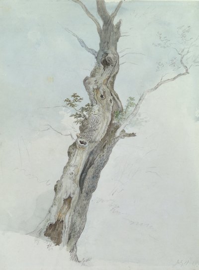 Baumstudie, ca. 1800-05 von Robert Hills