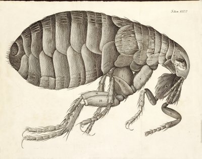 Querschnitt eines Flohs aus Micrographia, veröffentlicht 1665 von Robert Hooke