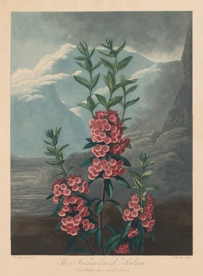 Der Tempel der Flora oder Garten der Natur: Die schmalblättrige Kalmie, Berglorbeer, 1804 von Robert John Thornton