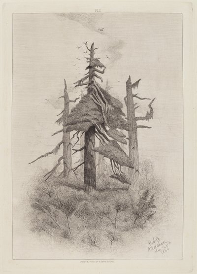 Alte Bäume auf Naushon Island [Tafel 2] von Robert Swain Gifford