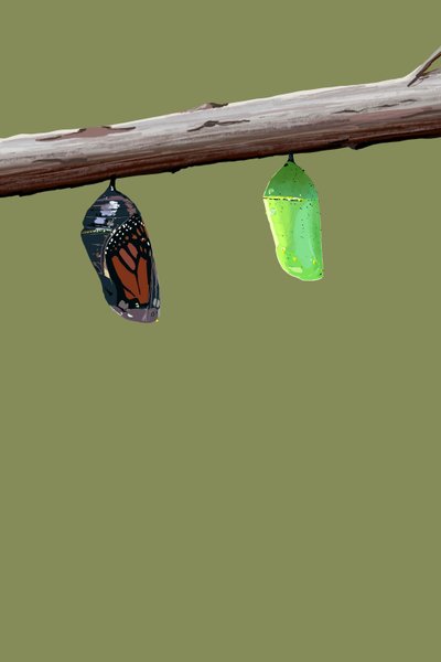 Monarch-Kokons von Roberta Murray