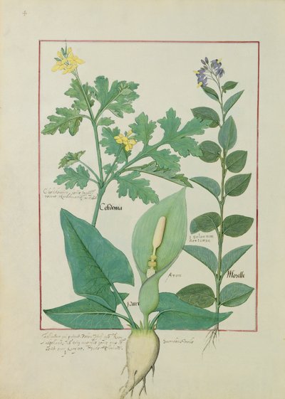 Großes Schöllkraut oder Mohn, Solanum oder Nachtschatten und Aron, Illustration aus dem Buch der einfachen Heilmittel von Mattheaus Platearius 113v von Robinet Testard