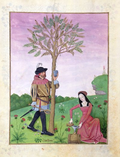 Lavendel, Nieswurz und ein Verwandter der Gurkenfamilie, Illustration aus dem Buch der einfachen Heilmittel von Mattheaus Platearius 131r von Robinet Testard