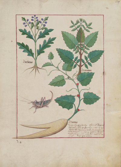 Ms Fr. Fv VI #1 fol.139r Illustration aus Das Buch der einfachen Heilmittel von Mattheaus Platearius (gest. ca. 1161) ca. 1470 von Robinet Testard