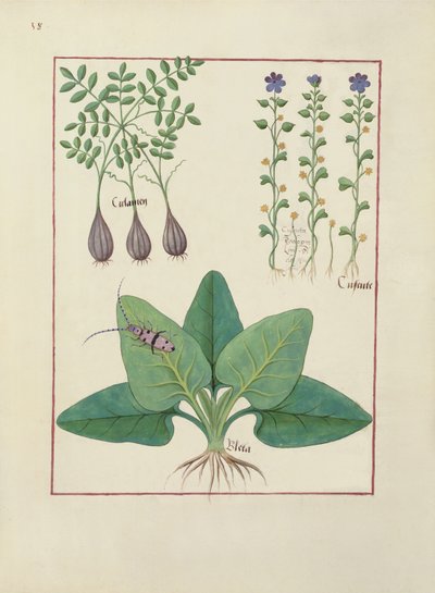 Ms Fr. Fv VI #1 fol. Illustration aus Das Buch der einfachen Heilmittel von Mattheaus Platearius (gest. ca. 1161) ca. 1470 von Robinet Testard